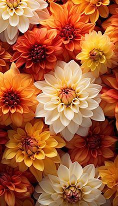 many orange and yellow flowers are arranged in the shape of a wallpaper or background