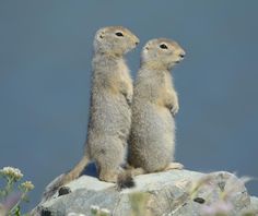 two baby meerkats sitting on top of a rock looking at each other