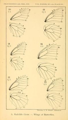 four butterflies are shown in three different directions