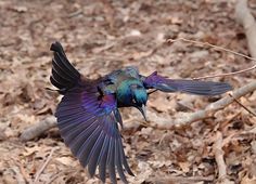 a blue bird with purple feathers is flying over the ground and leaves on the ground