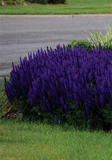 purple flowers growing in the grass next to a road