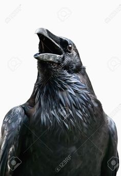 a large black bird with its mouth open