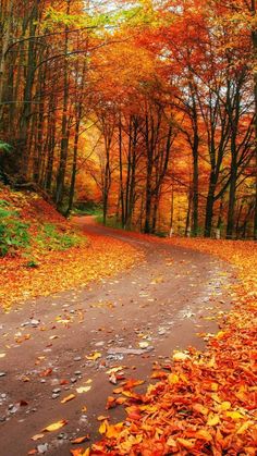 an autumn scene with leaves on the ground and trees lining the road in the background