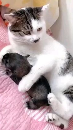 a cat laying on top of a bed next to a black and white kitten sleeping