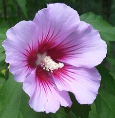 a pink flower with red center surrounded by green leaves