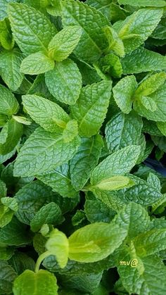 green leaves are growing in the ground