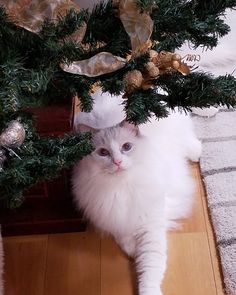 a white cat sitting under a christmas tree