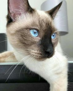 a siamese cat with blue eyes looking at the camera