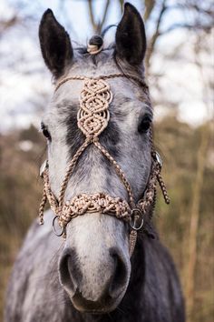 a close up of a horse wearing a bridle on it's head