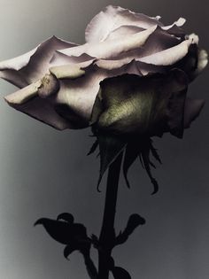 Billy Kidd, Foto Art, A Level Art, Still Life Painting, A Rose, Still Life Photography, Flower Wallpaper, Flowers Photography, Pretty Flowers