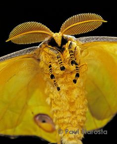 a large yellow moth sitting on top of a black surface