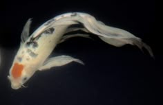 an orange and white koi fish swimming in the water with it's tail curled up