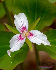 a white and red flower with green leaves