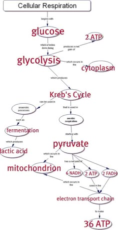 a diagram showing the structure of cellular respiraton and how to use it