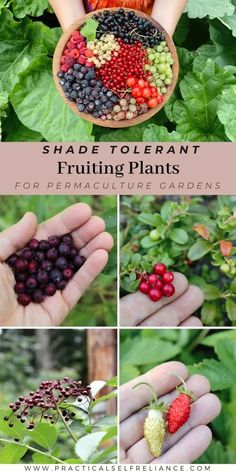 different types of berries are shown in this collage with the words, shade tolerant fruiting plants for permaculture gardens