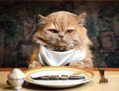 an orange cat sitting at a table with a white plate and silverware on it