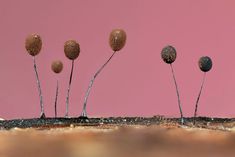 three plants sprouting out of the ground on top of each other, with pink background