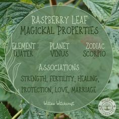 raspberry leaf magic properties for zodiacs and other astrological signs in the garden