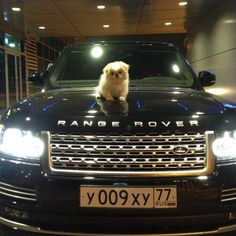 a dog sitting on the hood of a black range rover