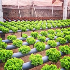 rows of small green plants growing in an indoor grower's area at a farm