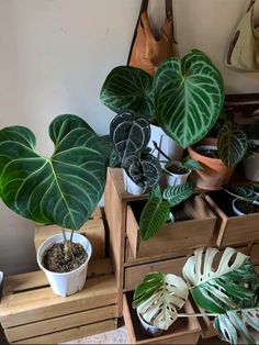 several potted plants are sitting on wooden crates