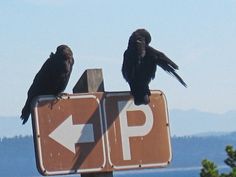 two black birds perched on top of a stop sign