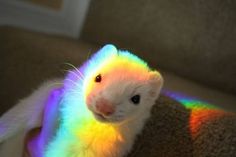 a ferret is sitting on the arm of someone's hand with rainbow light shining through it