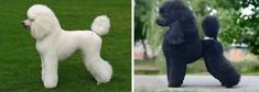 two different pictures of poodles on the same lawn and one is black with white fur