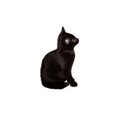 a black cat sitting on top of a white floor