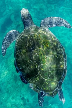 a green turtle swimming in the ocean