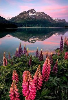 pink flowers are blooming in front of a lake with mountains and snow capped peaks