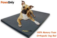 a brown and white dog laying on top of a memory foam orthopedic bed