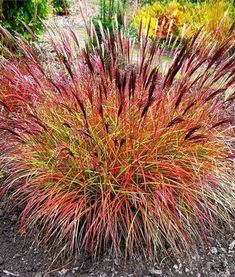 red and yellow grass in the middle of a garden