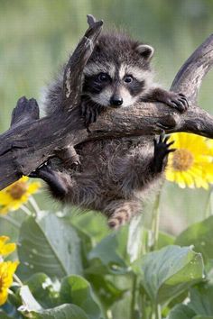 a baby raccoon sitting on top of a tree branch next to yellow flowers