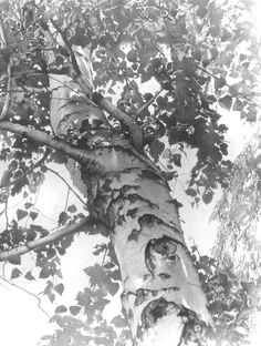 a black and white photo of a tree with leaves on it's trunk, looking up into the sky