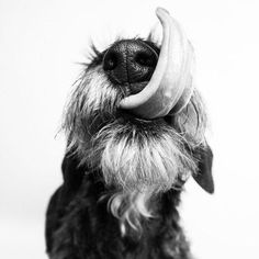 a black and white photo of a dog with a banana on its head