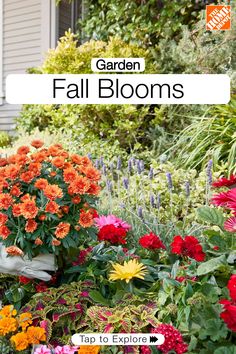 the garden fall blooms are in bloom and ready to be planted