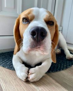 a brown and white dog laying on top of a wooden floor next to a door