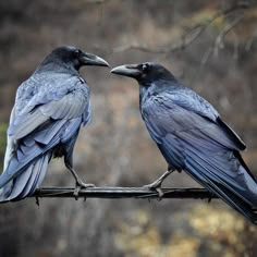 two black birds sitting on top of a metal bar next to each other in front of trees