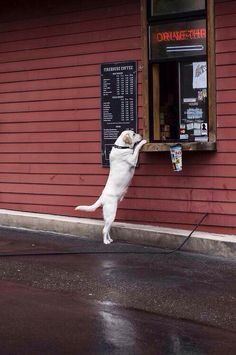 a white dog standing on its hind legs in front of a red building and reaching up to grab something out of the window