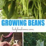 the cover of growing beans is shown with pictures of plants in mason jars and glass jars