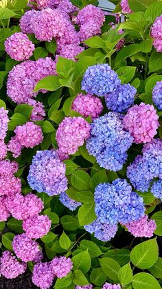 purple and blue flowers are growing in the garden