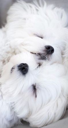 two small white dogs are sleeping together