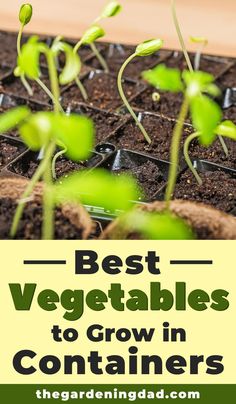 the best vegetables to grow in containers