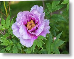 a purple flower with green leaves on it