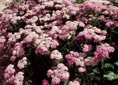 some pink flowers are growing in the dirt