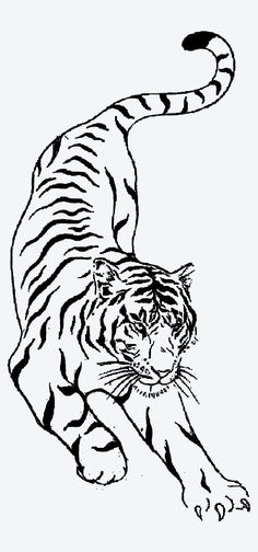 a black and white drawing of a tiger with its tail spread out to the side