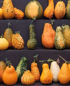 pumpkins and gourds are arranged in rows on the shelf, all different colors