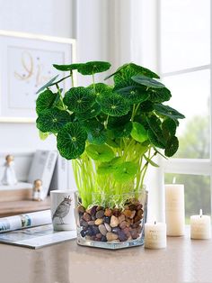 a potted plant sitting on top of a table next to some rocks and candles