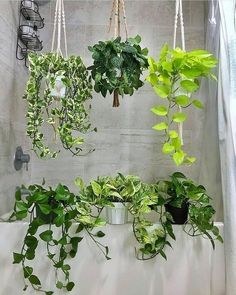 some plants are hanging from hooks on the wall